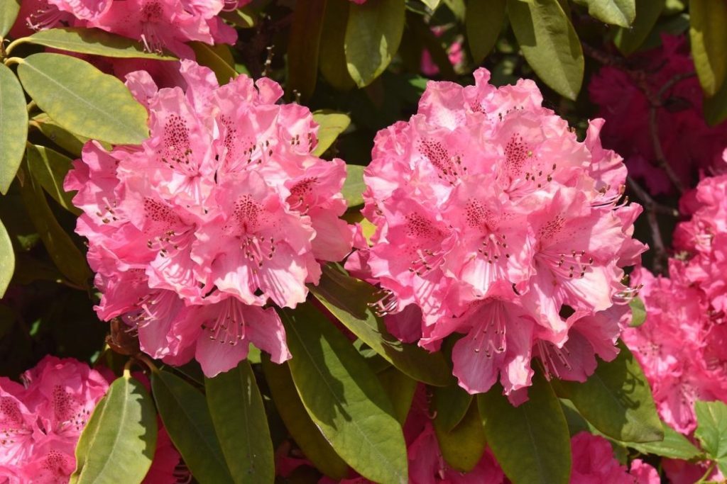 Tout ce qu’il faut savoir pour planter et entretenir le rhododendron.